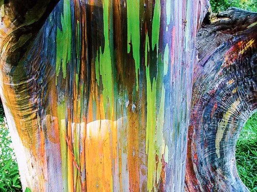 Không chỉ nổi tiếng bởi khả năng ''biến hình'' để trở nên đẹp đẽ, đầy màu sắc, lá của loại cây này còn có tác dụng y học, tinh dầu trong lá cây có thể làm dược liệu với công hiệu thư giãn, giảm căng thẳng cho con người.