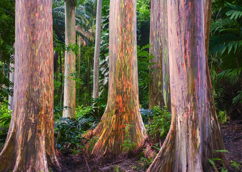 Tuy nhiên, với vẻ đẹp kỳ diệu ''có một không hai'', bạch đàn cầu vồng tạo nên điểm nhấn độc đáo cho cảnh quan tự nhiên và ngày càng trở nên nổi tiếng.