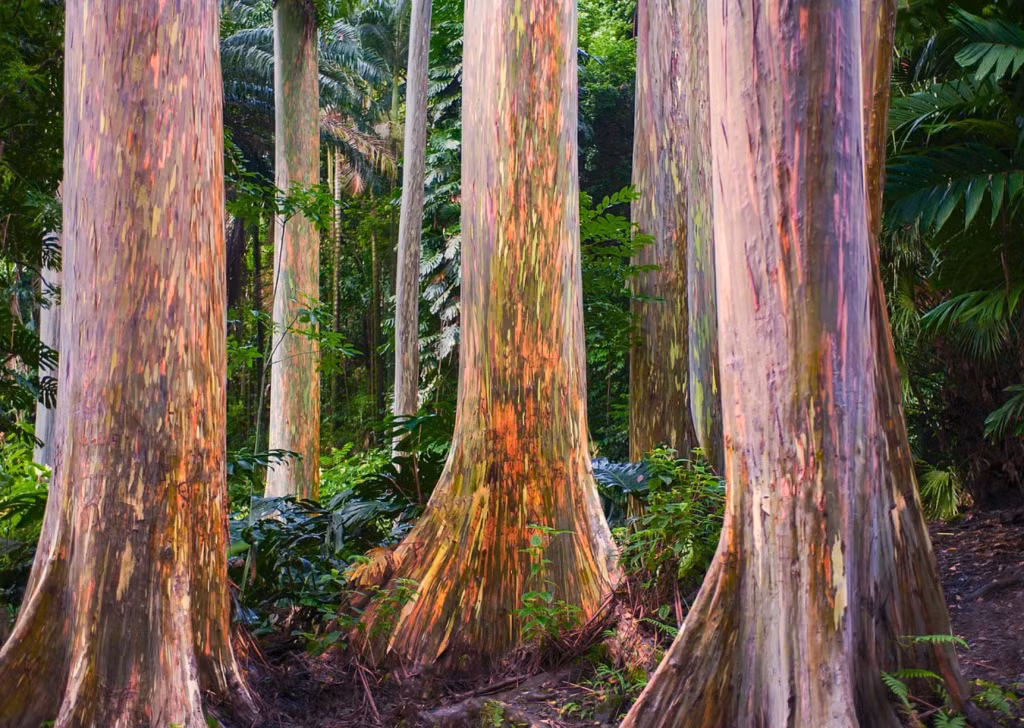 Tuy nhiên, với vẻ đẹp kỳ diệu ''có một không hai'', bạch đàn cầu vồng tạo nên điểm nhấn độc đáo cho cảnh quan tự nhiên và ngày càng trở nên nổi tiếng.