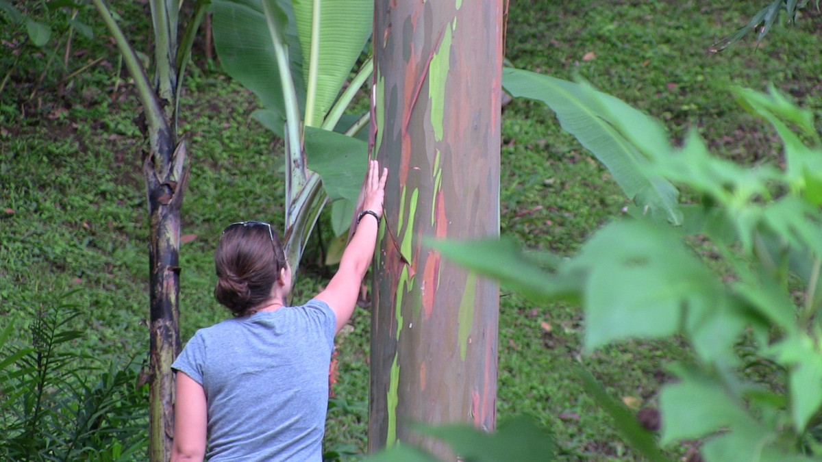 Giờ đây, những thân cây màu cầu vồng của loài bạch đàn deglupta trở thành điểm sáng thu hút khách du lịch từ khắp nơi trên thế giới ghé thăm Hawaii và các quốc gia có loài cây này.