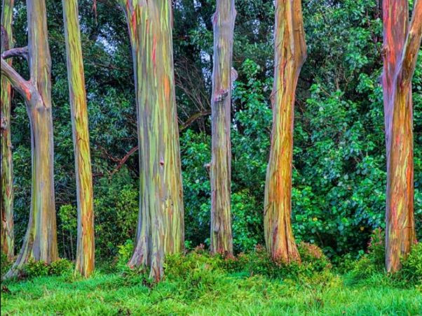 Mỗi lớp vỏ cây mới này dần trưởng thành sẽ chuyển màu từ sáng sang sẫm hơn, từ màu xanh lá, xanh lam, tím đến vàng, cam, đỏ và nâu.