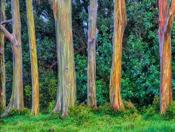 Mỗi lớp vỏ cây mới này dần trưởng thành sẽ chuyển màu từ sáng sang sẫm hơn, từ màu xanh lá, xanh lam, tím đến vàng, cam, đỏ và nâu.