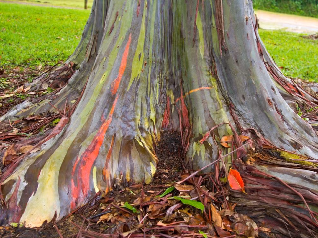 Khi cây bắt đầu trưởng thành, hiệu ứng cầu vồng được tạo ra khi vỏ cây bạch đàn bong tróc trong suốt cả năm, để lộ các lớp vỏ xanh mới, tươi sáng bên dưới.