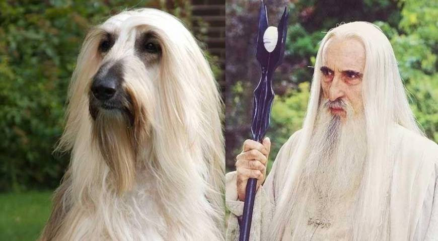 Với bộ lông dài, trắng và khuôn mặt nghiêm túc chú chó này được ví như phù thủy Saruman trong bộ phim "Chúa tể của những chiếc nhẫn" phiên bản thế giới động vật.