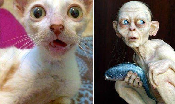 Với đôi mắt to bất thường và khuôn mặt vẹo vọ, chú mèo này chẳng khác nào hậu duệ của Smeagol, một nhân vật u ám trong bộ phim "Chúa tể của những chiếc nhẫn".