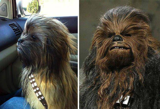 Sở hữu bộ lông sành điệu, chú chó bình thường giống hệt nhân vật huyền thoại Chewbacca nổi tiếng trong bộ phim bom tấn "Chiến tranh giữa các vì sao".