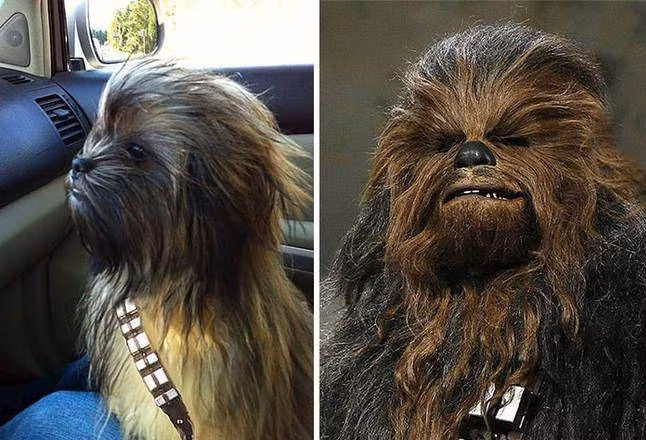 Sở hữu bộ lông sành điệu, chú chó bình thường giống hệt nhân vật huyền thoại Chewbacca nổi tiếng trong bộ phim bom tấn "Chiến tranh giữa các vì sao".