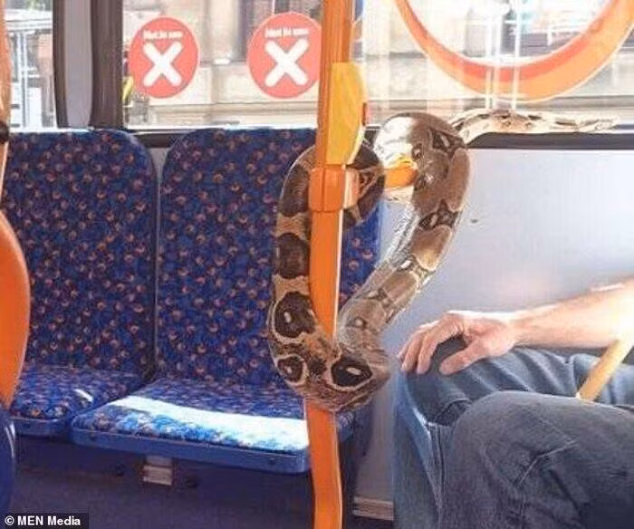 Việc đeo con trăn lên trên miệng thay cho khẩu trang quả thực là một hành động không mang lại nhiều giá trị thực tế vào thời điểm này.