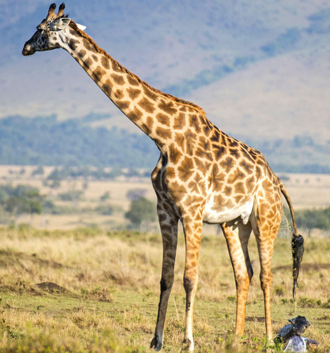 Với cái cổ siêu dài thế này, hươu cao cổ xứng đáng là động vật có vú cao nhất thế giới, được tìm thấy với số lượng lớn ở Nam Phi. Chúng có chiều cao hơn 6 m và nặng từ 1,27-1,59 tấn, đôi chân dài cực chắn chắn giúp chúng có thể chạy với tốc độ tối đa 50 km/h