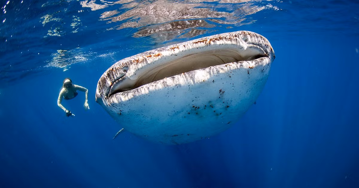 Tuy to lớn là vậy, loài cá mập khổng lồ này hoàn toàn vô hại đối với con người. Chế độ ăn uống của chúng chủ yếu vi tảo, nhuyễn thể, cua và các động vật xương sống khác.