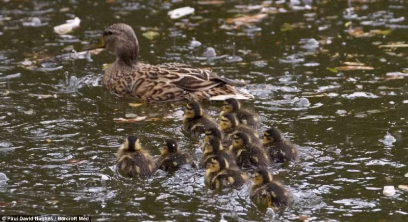 Sự hung ác và tham ăn của mòng biển nổi tiếng trong thế giới loài chim. Những vụ bắt sống không tha cả con mồi nhỏ của loài ác điểu này luôn được cho là hình ảnh kinh hoàng đối với nhiều người.