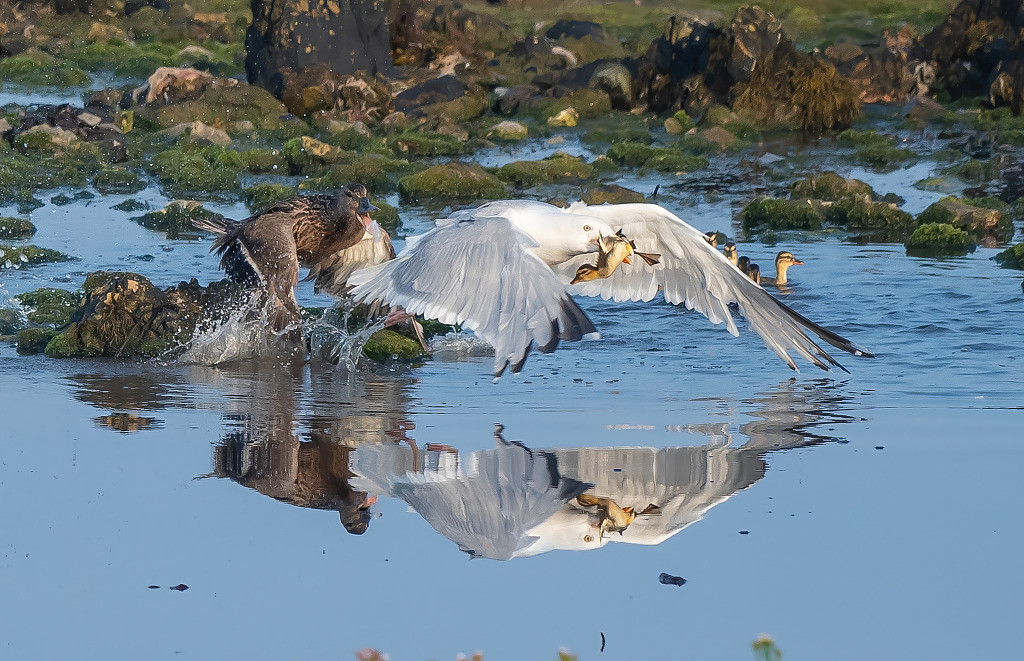 Phát hiện ra điều này, mẹ vịt khi đó đã nhanh chóng cất cánh khỏi mặt nước đuổi theo mòng biển.