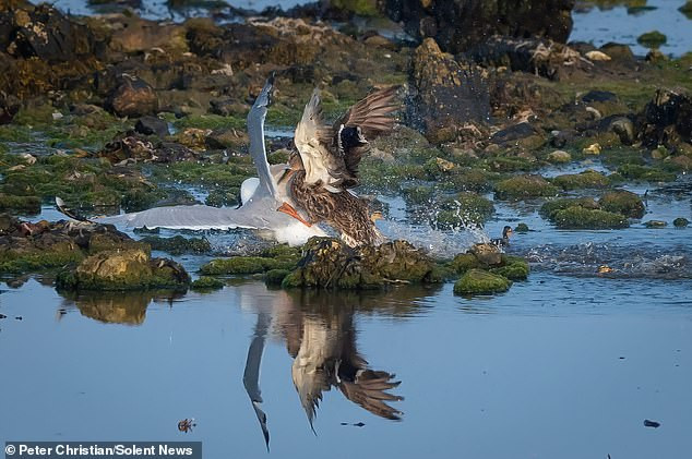  Con mòng biển tàn nhẫn giật lấy vịt con từ mẹ nó, dù mẹ vịt đã chiến đấu quyết liệt để giành lại con nhưng hoàn toàn thất bại.