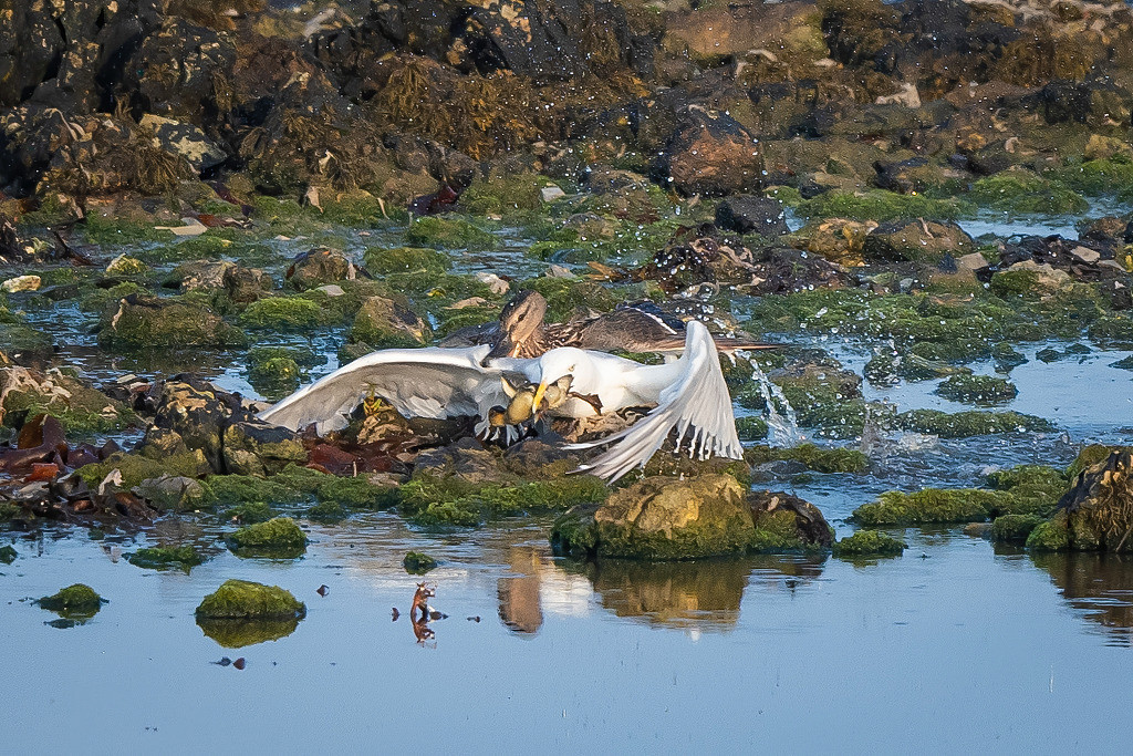 Cuộc chiến giành lại sự sống cho vịt con giữa vịt mẹ và mòng biển diễn ra ngày càng khốc liệt, làm náo loạn cả một vùng nước.