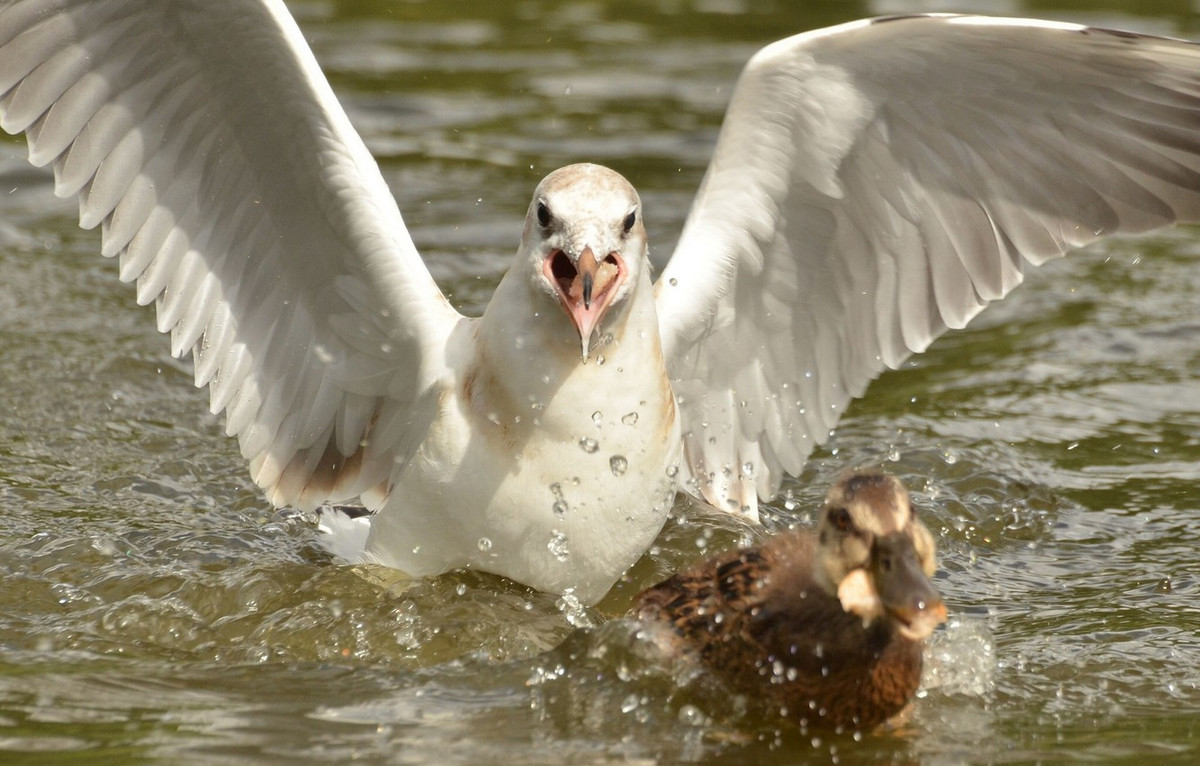 Đáng buồn hơn, con vịt nhỏ không có bất cứ lối thoát hay cơ hội sống sót nào nhưng đó là bản chất của tự nhiên và là lý do vì sao vịt con cần có bố mẹ đi cùng.