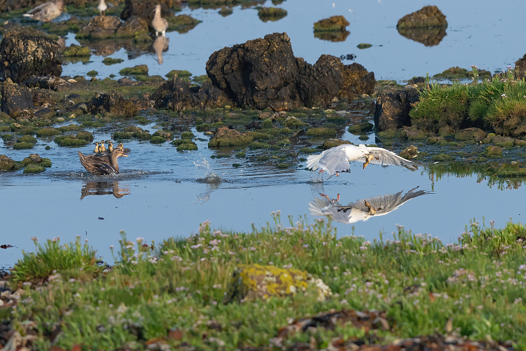 Nhiếp ảnh gia nghiệp dư Peter Christian đã ghi lại được cuộc chiến khốc liệt giữa vịt mẹ với mòng biển để giành lại sự sống cho con non tại Langness, một bán đảo gần Đảo Man.