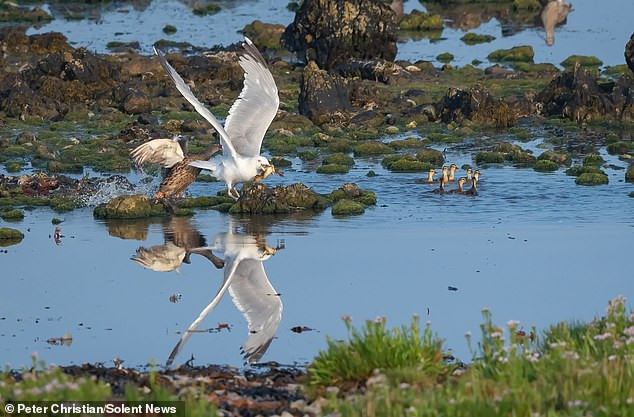 Cuộc chiến kết thúc không có hậu khi ác điểu giành chiến thắng, vịt mẹ đau đớn chịu cảnh mất con dù đã nỗ lực chống trả bị thương khắp người.