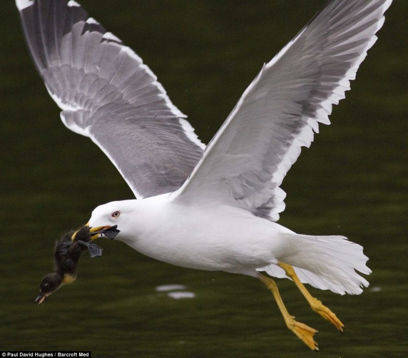 Thông thường, hức ăn của chim mòng biển bao gồm các loài côn trùng, giun đất, động vật gặm nhấm kích thước nhỏ, các loài bò sát và lưỡng cư. Kẻ thù của chim mòng biển là những loài chim săn mồi lớn, ví dụ như đại bàng.