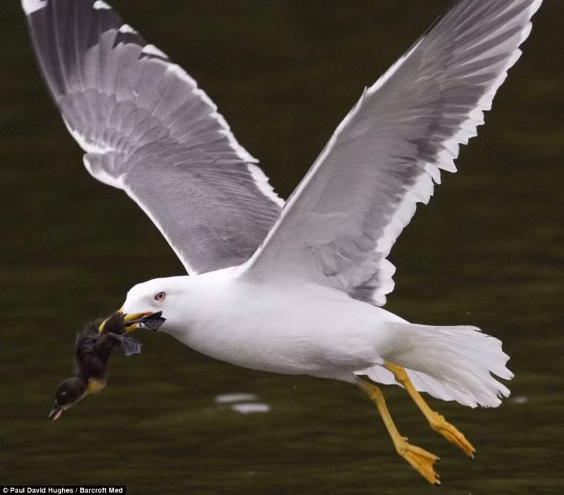 Thông thường, hức ăn của chim mòng biển bao gồm các loài côn trùng, giun đất, động vật gặm nhấm kích thước nhỏ, các loài bò sát và lưỡng cư. Kẻ thù của chim mòng biển là những loài chim săn mồi lớn, ví dụ như đại bàng.