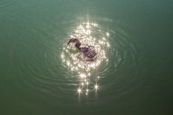 Sóng nước dao động đúng lúc nắng chiếu thẳng xuống hồ khiến con vịt như chìm đắm trong những tia sáng lấp lánh trong các bộ phim cổ tích.