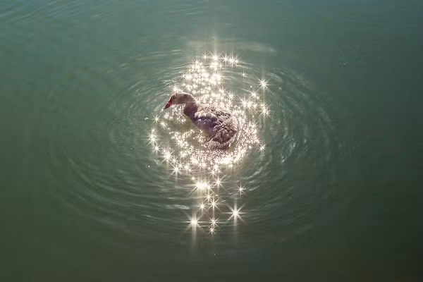 Sóng nước dao động đúng lúc nắng chiếu thẳng xuống hồ khiến con vịt như chìm đắm trong những tia sáng lấp lánh trong các bộ phim cổ tích.