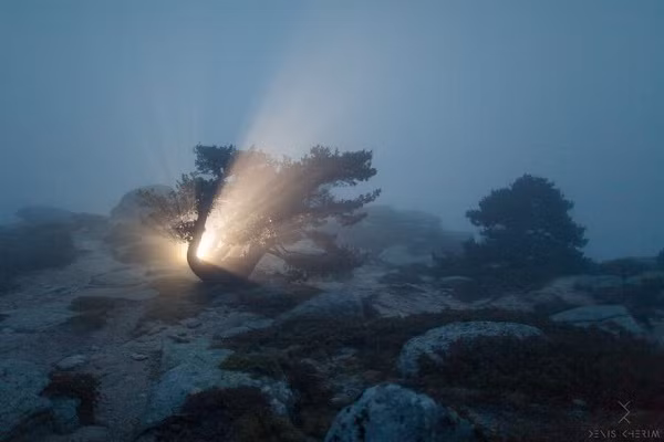 Khoảnh khắc trùng hợp đến lạ kỳ khi tia nắng xuyên qua lùm cây như cánh cửa dẫn tới địa đàng, thách thức trí tưởng tượng của con người.