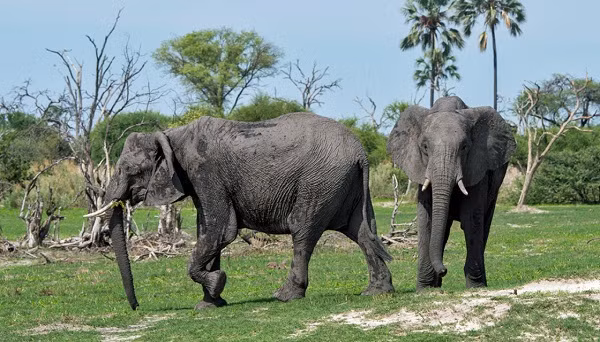 Tuy nhiên, voi vẫn đang bị đe dọa khi nông dân coi chúng là một mối phiền toái vì hay phá hoại mùa màng và nạn săn trộm vẫn phổ biến.