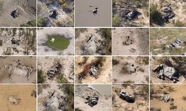 Tờ Guardian hôm 1/7 cho biết nhà chức trách Botswana xác nhận hơn 350 con voi đã chết vì những nguyên nhân không xác định. Những bức ảnh chụp từ trên không cho thấy xác của chúng nằm rải rác trên đồng bằng Okavango và các khu vực phía bắc khác của Botswana.