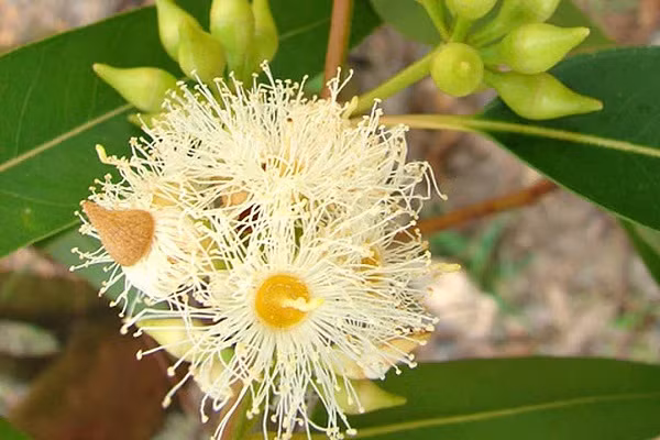 Dù có vặt trụi 500 lá cây bạch đàn, số vàng thu được vừa vặn để tạo ra một chiếc nhẫn nhỏ.