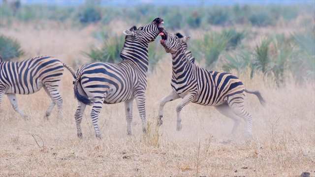 Những con ngựa vằn sẵn sàng trở thành tình địch, lao vào nhau ác chiến để giành quyền được kết đôi với các con cái và kiểm soát bầy đàn. Trận tử chiến giữa cặp ngựa vằn đực này được hướng dẫn viên Private Kruger Safaris ở Vườn quốc gia Kruger, Bernhard Bekker ghi lại.