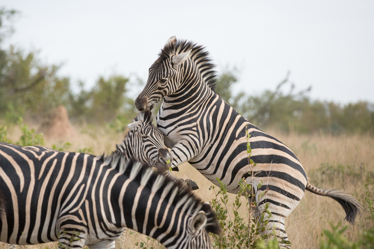 Đã 15 phút trôi qua kể từ khi trận chiến bắt đầu. Cơ thể của hai con ngựa vằn đã rơm rớm máu nhưng vẫn không ai chịu nhường ai.