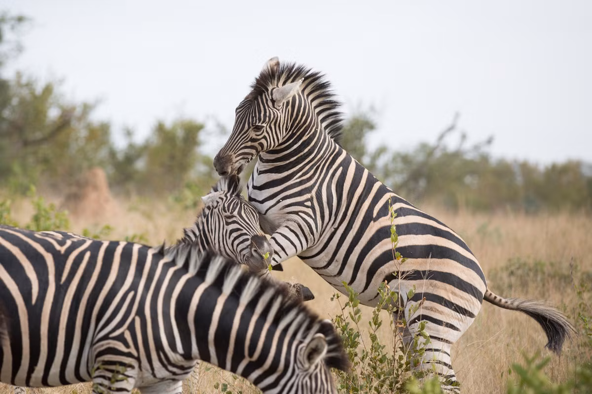 Đã 15 phút trôi qua kể từ khi trận chiến bắt đầu. Cơ thể của hai con ngựa vằn đã rơm rớm máu nhưng vẫn không ai chịu nhường ai.