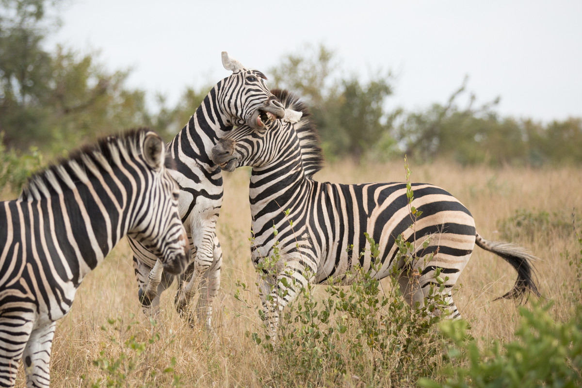 Tuy nhiên, vẫn có không ít trường hợp tử vong vì dính chấn thương nặng hoặc trở thành mồi ngon cho các loài động vật săn mồi.