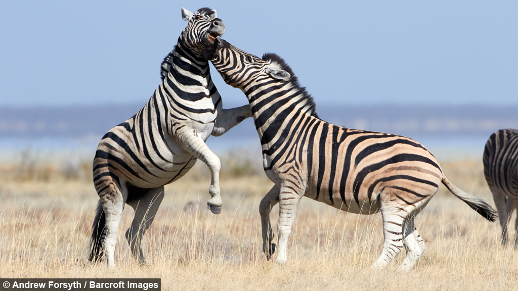 Cuộc tử chiến tranh giành bạn tình của quyền kiểm soát bầy đàn của hai con ngựa vằn dần đi đến hồi kết.