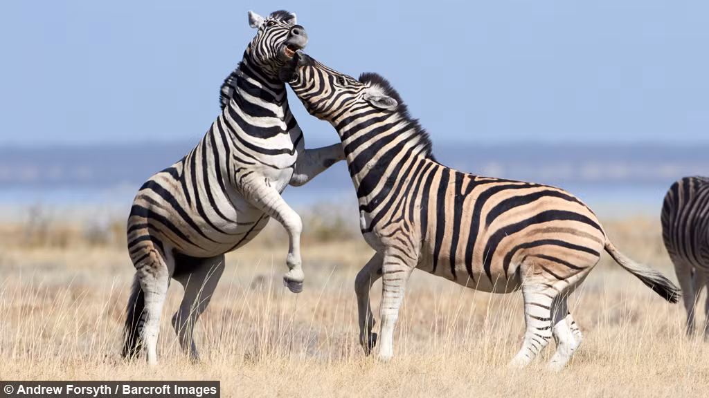 Cuộc tử chiến tranh giành bạn tình của quyền kiểm soát bầy đàn của hai con ngựa vằn dần đi đến hồi kết.