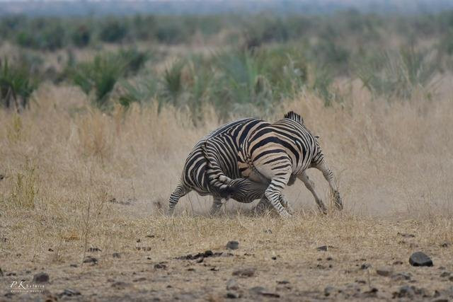 Không những thế chúng còn cắn xé nhau khốc liệt.
