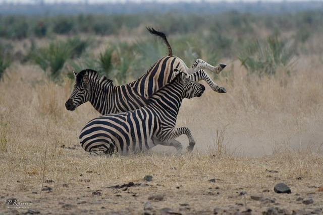 Nổi tiếng với những cú đá chí mạng, ngựa vằn đực đủ sức để khiến đối thủ dính chấn thương nặng. Trong khi một con dùng chân sau đã vào đối thủ, con còn lại cũng đáp trả bằng cú húc đầu mạnh mẽ.
