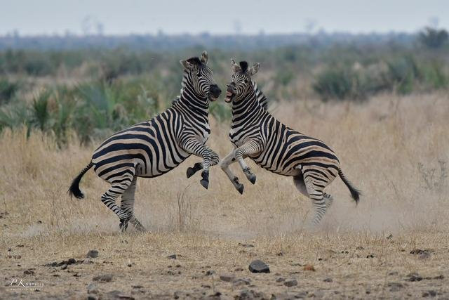 Nhiếp ảnh gia cho biết, chứng kiến trận tử chiến giữa hai con ngựa vằn đực mới thấy loài này mạnh mẽ và cứng đến thế nào khi chúng cắn và đá vào mặt, cổ và cơ thể nhau. Chúng khiến người xem nhận ra rằng bản thân nguy hiểm hơn những gì chúng ta thường nghĩ.
