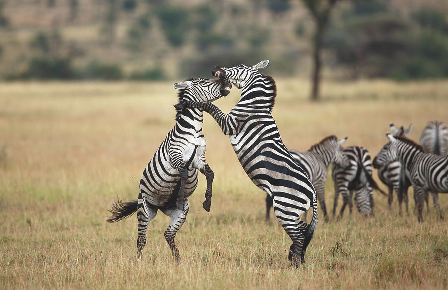Chúng trở nên uể oải hơn, kẻ chủ mưu - con ngựa tấn công trước từ bỏ và lẳng lặng bỏ đi, trong khi một con đực khác tiếp tục lao vào chiến đấu.