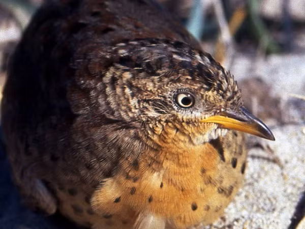 Được biết, chim cun cút chân vàng là loài chim trong tình trạng bảo tồn và thường di cư đến Quý Châu vào mùa hè.