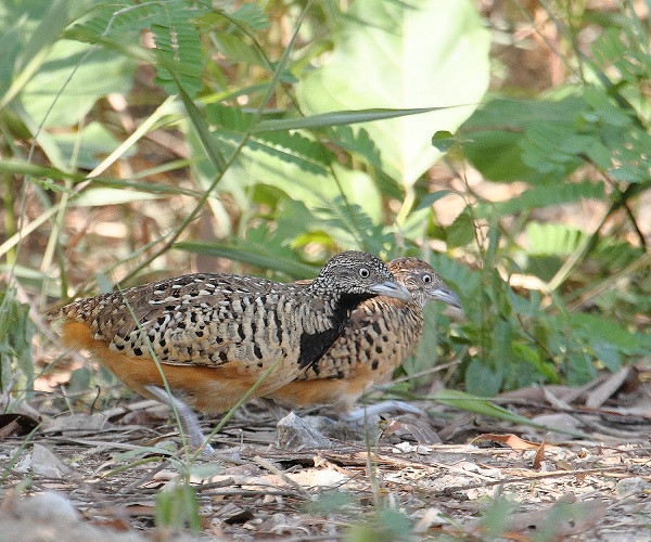 Chim cút chân vàng có kích thước rất nhỏ, mình tròn, đuôi ngắn, có xu hướng chạy nhiều hơn bay, thường chỉ nhìn thấy khi chúng bay ra khỏi bụi rậm.