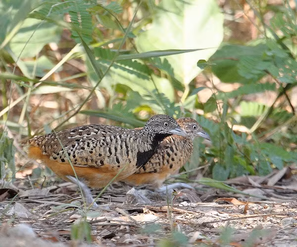 Chim cút chân vàng có kích thước rất nhỏ, mình tròn, đuôi ngắn, có xu hướng chạy nhiều hơn bay, thường chỉ nhìn thấy khi chúng bay ra khỏi bụi rậm.