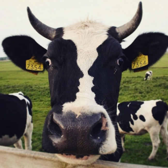 Điểm quan trọng không phải là mặt con bò này có gì mà chính là vết đen đối xứng trên mặt nó.