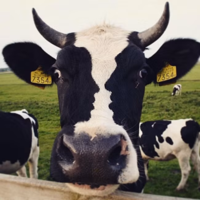 Điểm quan trọng không phải là mặt con bò này có gì mà chính là vết đen đối xứng trên mặt nó.