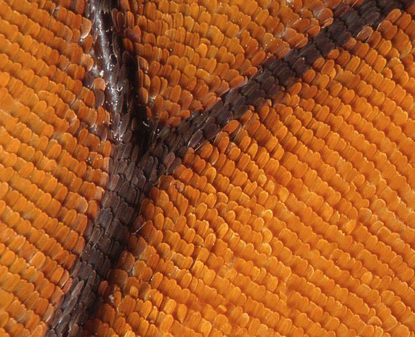 Hình ảnh những chiếc vảy xếp trên cánh của bướm chúa khiến người ta liên tưởng đến cánh đồng đầy hoa tulip khoe sắc.