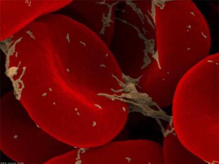 Cận cảnh một tế bào hồng cầu.