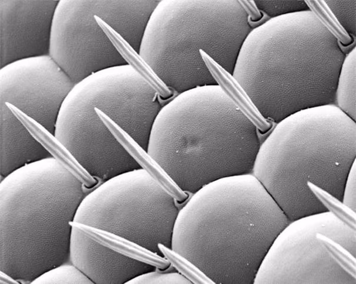 Zoom kỹ hơn, người ta không khỏi ngạc nhiên về cấu trúc mắt kép của loài động vật này.