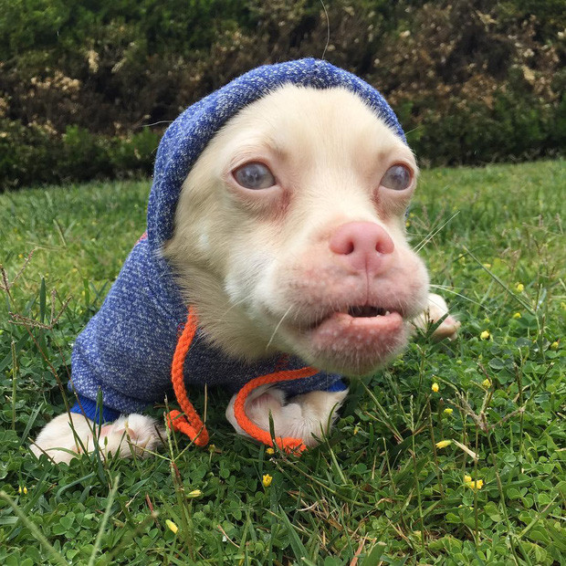 Chú chó này bị mắc bệnh bạch tạng bẩm sinh.