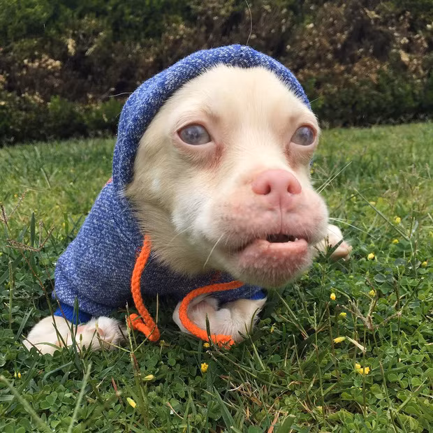 Chú chó này bị mắc bệnh bạch tạng bẩm sinh.