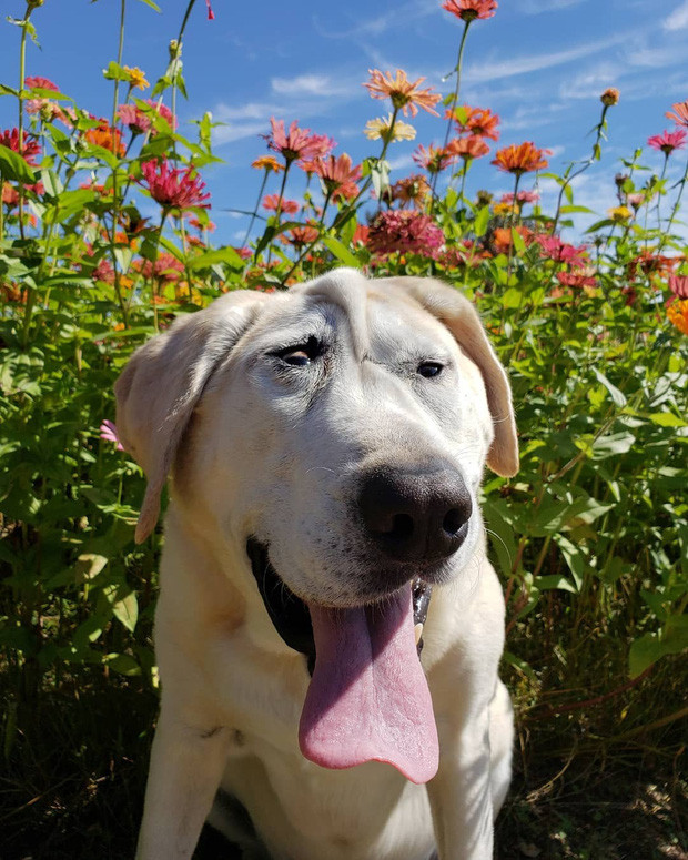 Còn chú chó này lại kém may mắn hơn khi sinh ra với khuôn mặt như bị photoshop bóp méo.